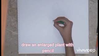 How To Do An Enlarged Plant Study