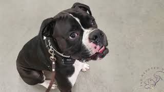 Houston dog training | 1 year old wild Boxer, Baxter by The Devoted Dog, LLC 188 views 4 years ago 6 minutes, 42 seconds