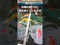 4月の錦鯉!2026年は暖かくて元気いっぱい #錦鯉 #koi #diy #庭池