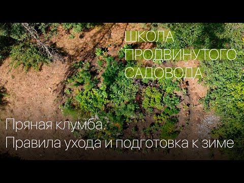 Пряная клумба. Правила ухода и подготовка к зиме. Школа продвинутого садовода