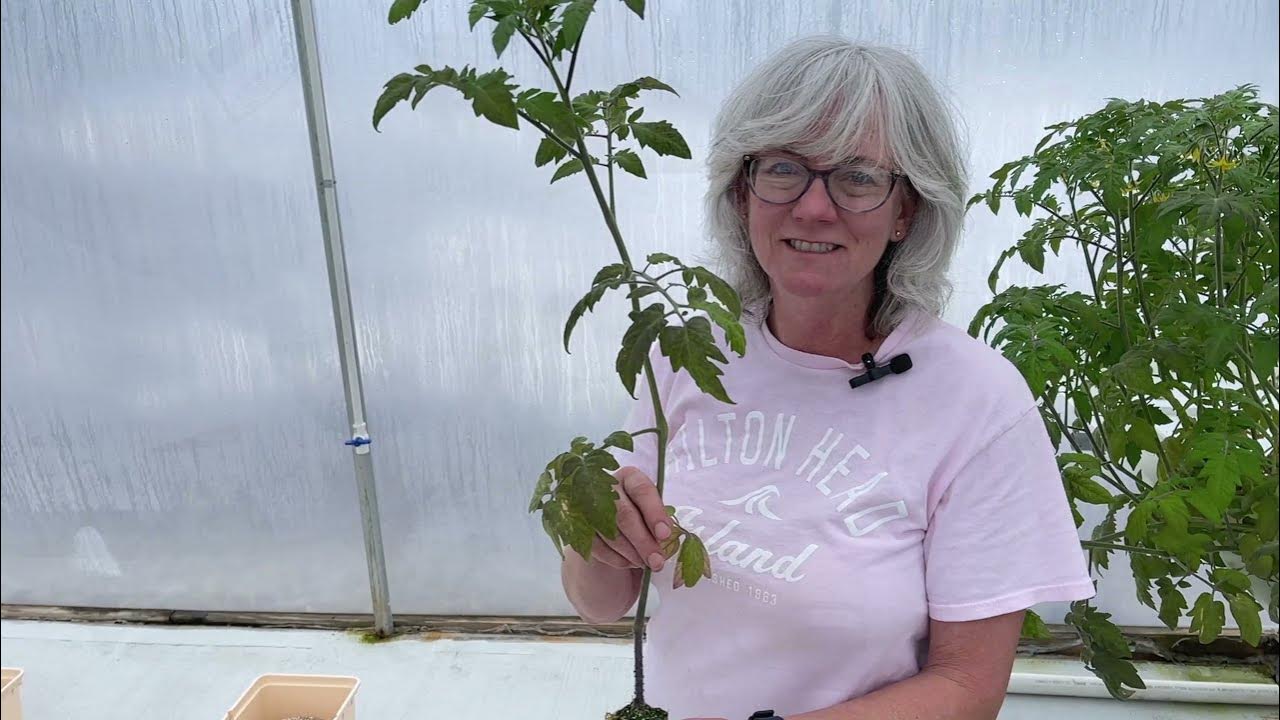 It's Time! Bato bucket setuptomato planting. YouTube