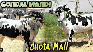 Gondal Cow Mandi 2024 - Fateh Jang bull 2024 - Bakra Mandi 2024 - Qurbani 2024 latest - Part 2