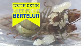 Karantina Calon Ratu Semut rangrang dan bertelur