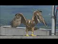 UMass Amherst Libraries - Falcon Cam Live Stream