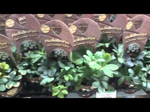 マーケットピア コメリハード グリーン 三条生活館