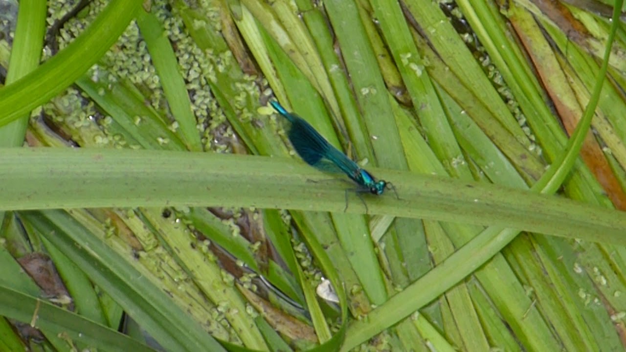 Demoiselle - Calopteryx virgo - Blá Meyjarfluga - Dömlur - Vatnaskordýr