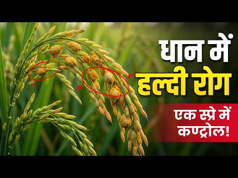 धान में हल्दी गांठी रोग (False Smut) का इलाज | धान की बालियों में फंगस आए तो क्या करें? | haldi rog