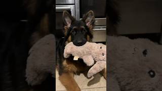 شوف معايا German Shepherd… من شهر 1 حتى 4! 🔥🐕