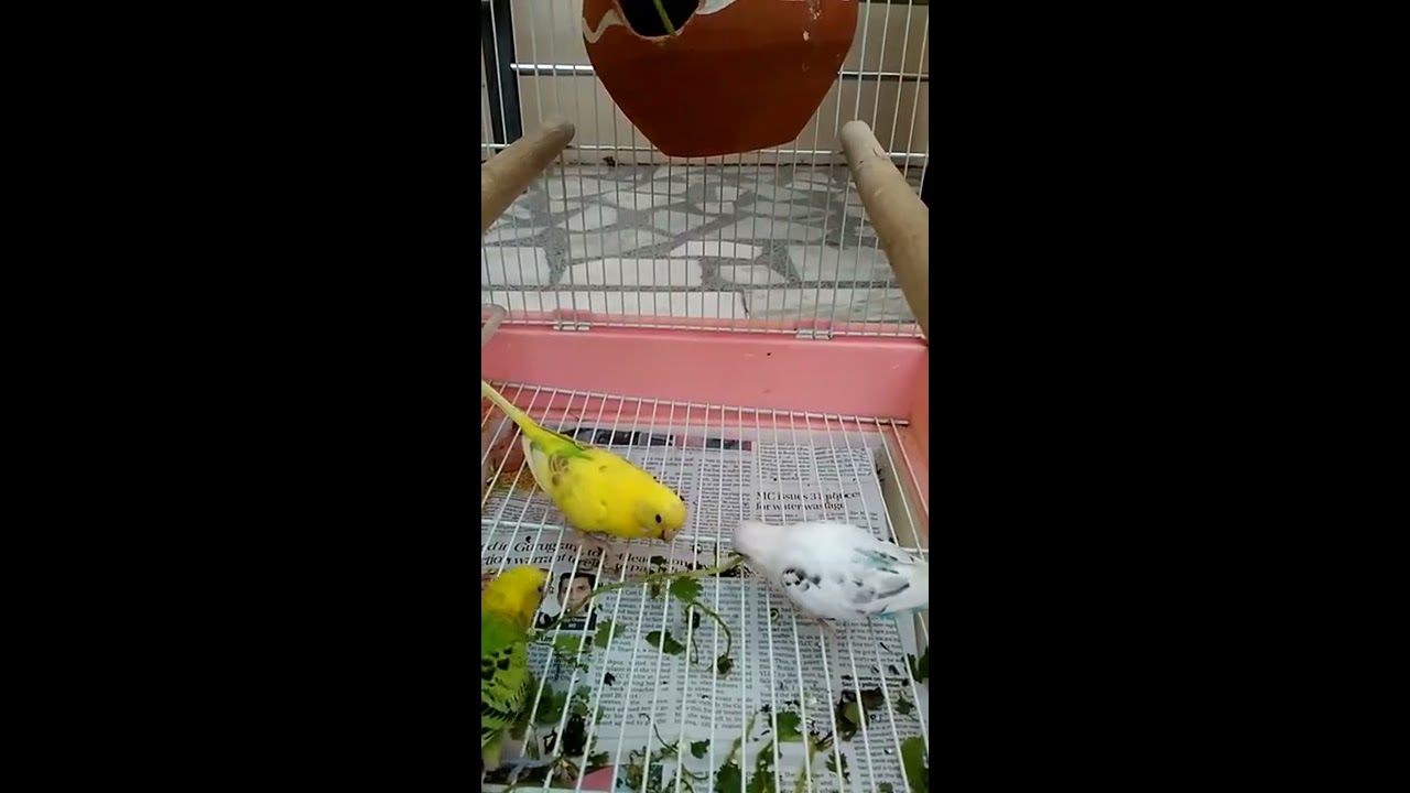 Budgies enjoying Coriander as best food for summer YouTube