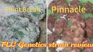 The TLC Genetic Show : Painnacle x Point break (Strain Review)