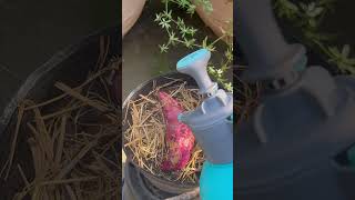 Growing sweet potatoes is incredibly easy  #garden #gardening #tips101 #beginner #farming #tomato