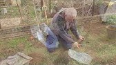 Зимостойкий колоновидный персик Золотой триумф - YouTube