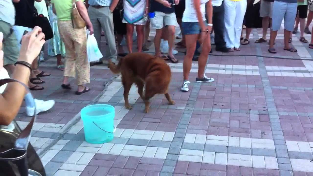 This dog steals money!!! YouTube