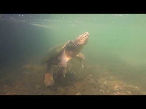 Snapping Turtle Swimming By