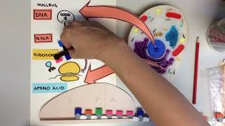BIO156 online / summer - (Ch 11) Gene Expression
