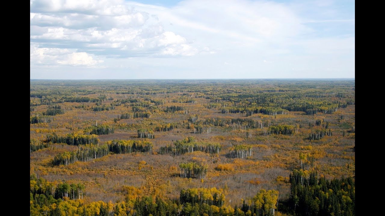 How unique are fire patterns across the boreal forest? | Webinar Wednesdays #2
