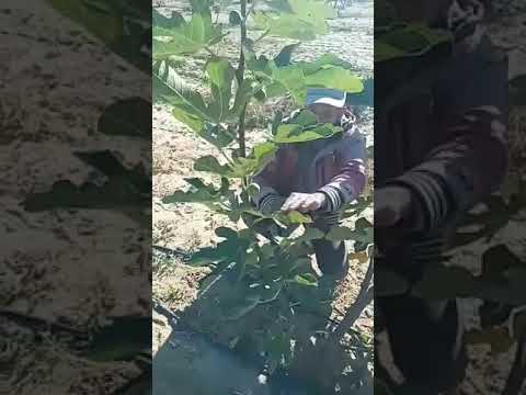 نجاح التين الاسباني فى الأراضى الجديدة مع الناشط الزراعى المهندس هانى ظريف