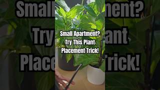 Small Apartment? Try This Plant Placement Trick 🪴 #PlantDecor #HomeDecor #Plants #Shorts