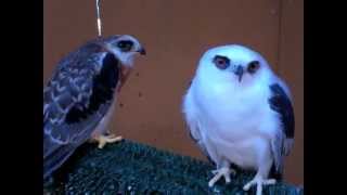 Ariel: The California Raptor Centers Resident White-tailed Kite