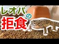 2ヶ月拒食しているレオパに自分で餌を食べてもらう方法【拒食改善計画】