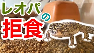 2ヶ月拒食しているレオパに自分で餌を食べてもらう方法【拒食改善計画】