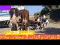 تباااارك الله 2 بقرات والدات 2 عجلات ملاح إتصل 06 17 75 28 00 ألو ولد العيساوي نواحي الغرب 
