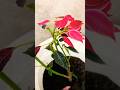 Poinsettia #bollywood