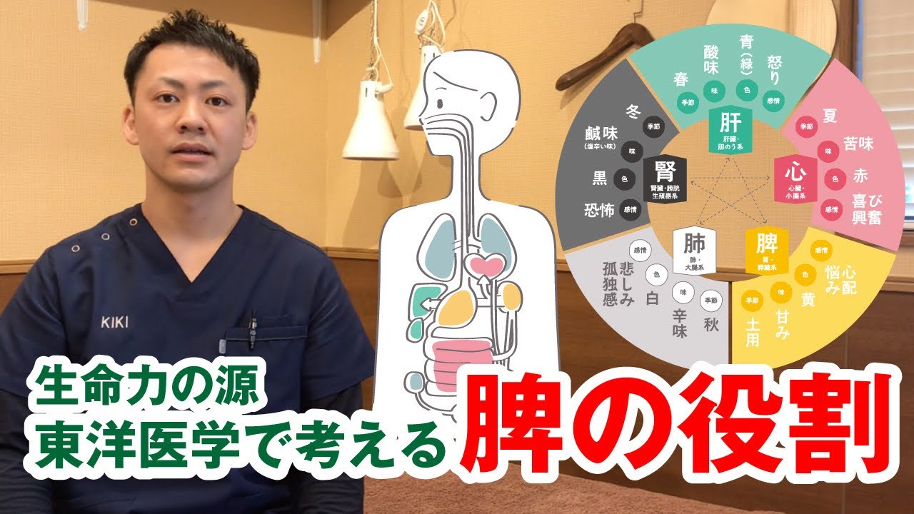 『東洋医学』脾の役割について〜Part1〜 - YouTube