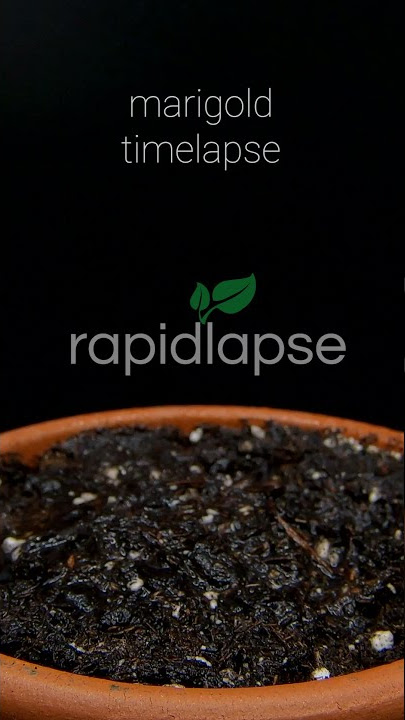 MARIGOLD Growing From Seed - 45 Days Time Lapse
