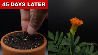 Marigold Growing From Seed - 45 Days Time Lapse