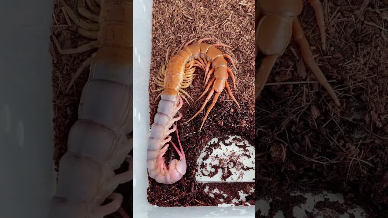 Observe the whole process of centipede molting