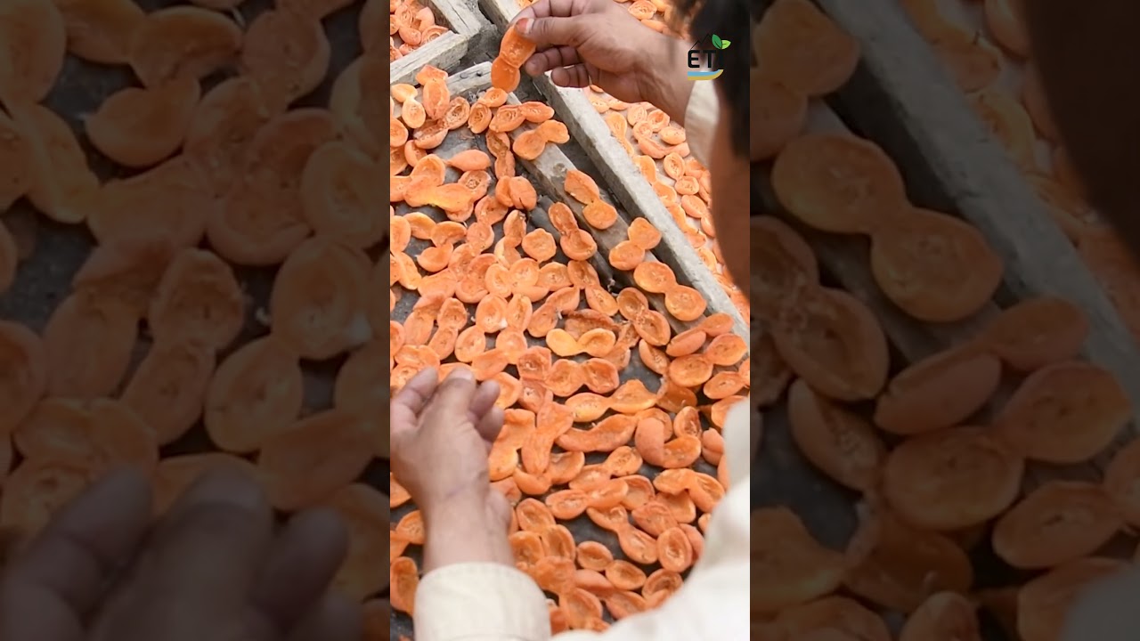 Apricot Value Chain | Gilgit-Baltistan | Pakistan 