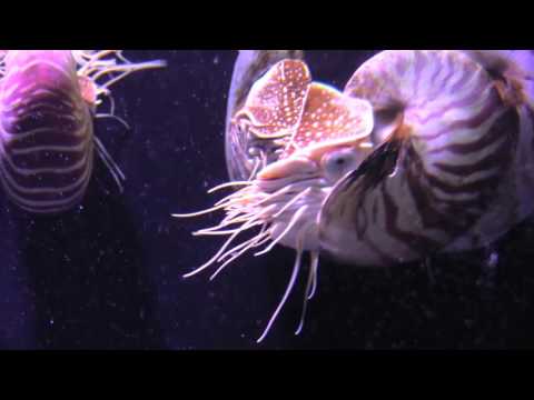The Nautilus Pompilius | SeaWorld San Diego