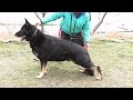 ПОЛИЦЕЙСКИЙ ПЁС Имо. POLICE DOG.German Shepherd.Немецкая овчарка.Одесса.