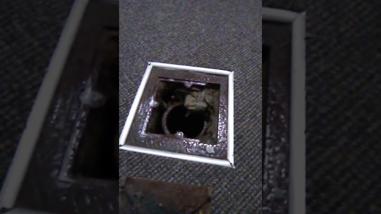 october 2 019 cockroaches in the pipes q residential YouTube