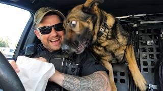 When Police Dogs Forget Their Job 😁 Funny Dog Videos