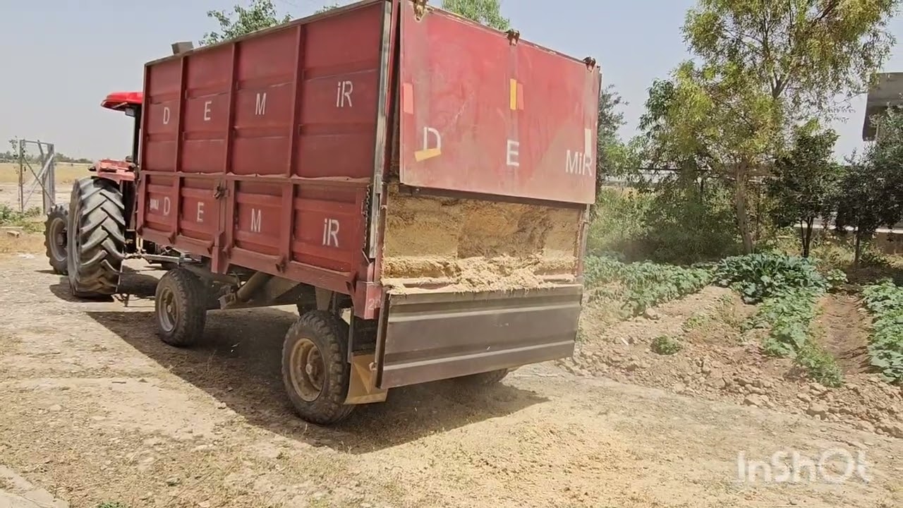 حصاد الحنطه في المزرعه لله الحمد والمنه و نقل شتلات  الطماطه من المرحله الأولى إلى المرحله الأخيره.