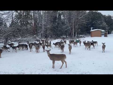 Herd of Deer Yard Up Amid Winter Snow at Eagle River, Michigan