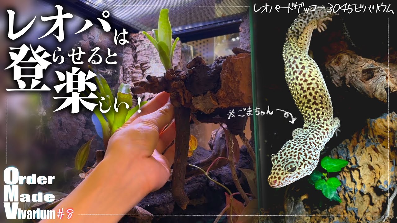 Leopard geckos should be allowed to do three-dimensional