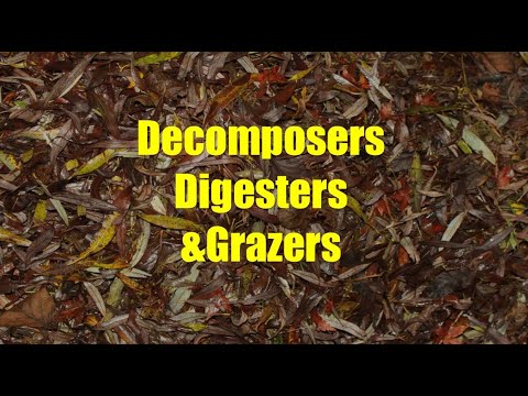 Soil Organisms That Break Down Organic Matter