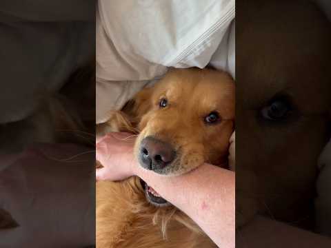 I Was Attacked By A Lion!!!  