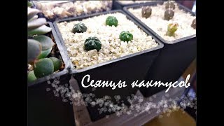 КАКТУСЫ ИЗ СЕМЯН | мои комнатные растения КАКТУСЫ ИЗ СЕМЯН | мои комнатные растения