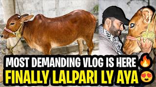 Most Demanding Vlog Is Here🔥| Finally 2026 Ka Qurbani Ka Janwar Le Lia Bohat Sasty Main Malir Mandi