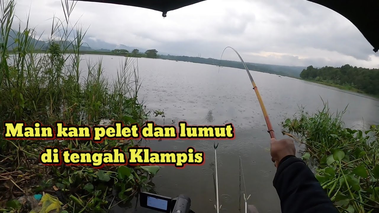 Main kan umpan lumut dan pelet di spot tengah Klampis berduri ‼️