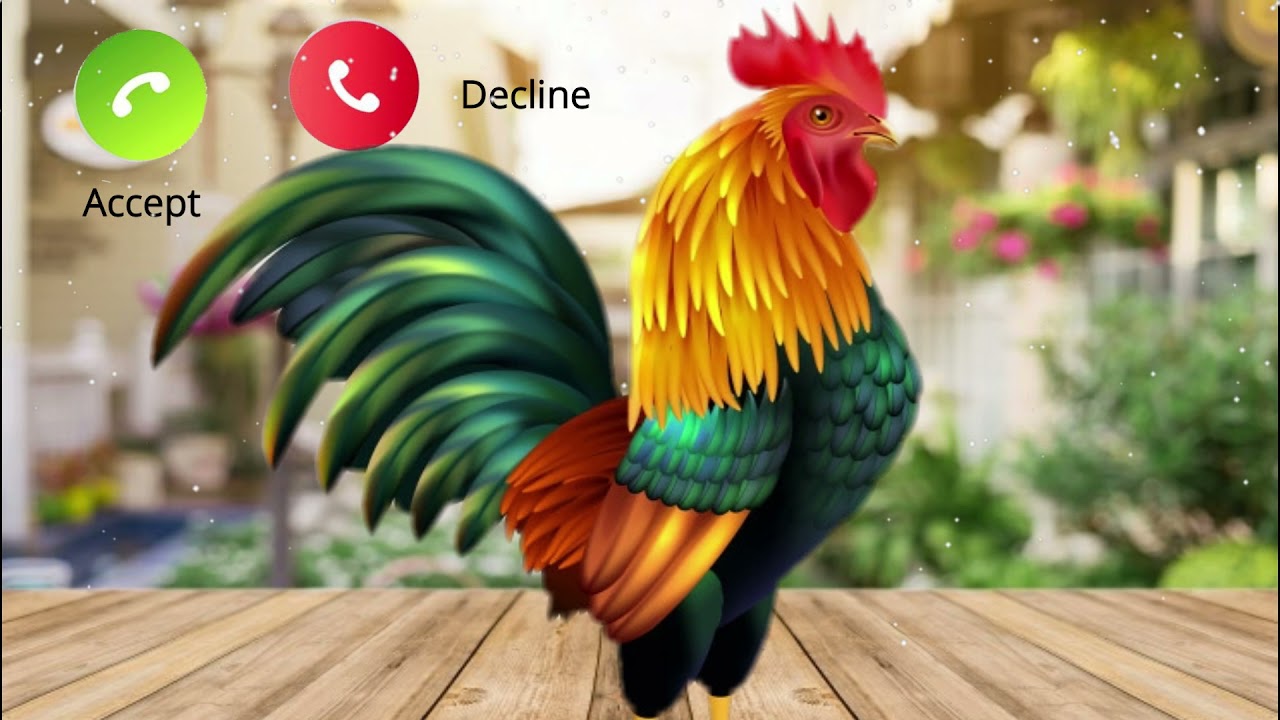 Murga Kukdu Ku LuLuLuLuLu Ringtone Abe Yaar New Message Tone