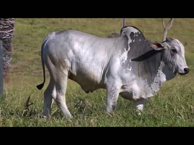 Lote 22   Leilão Touros Fazenda Santa Tereza