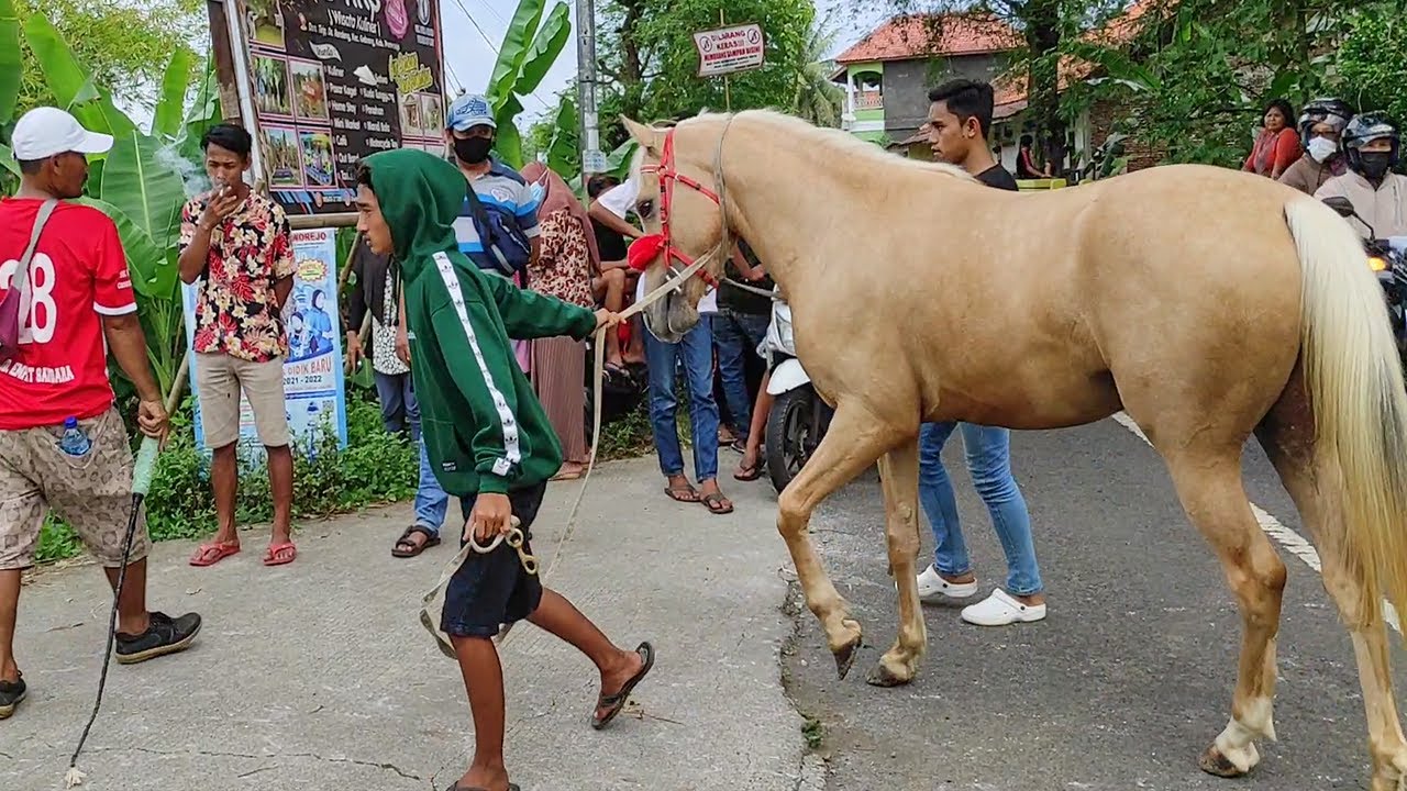 KUDA PONI LATIHAN JINGKRAK || LATBER KUDA JINGKRAK PURWOREJO