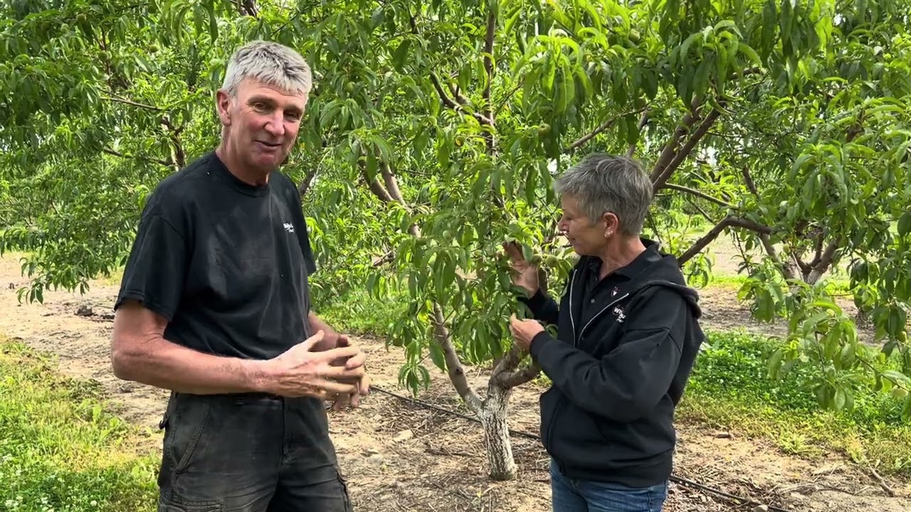 "Behind the Seeds" - Donut Peaches 2023