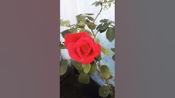 Daisy Rose Flower|| Red Rose Flower Plant #daisyrose #roseflower #shorts