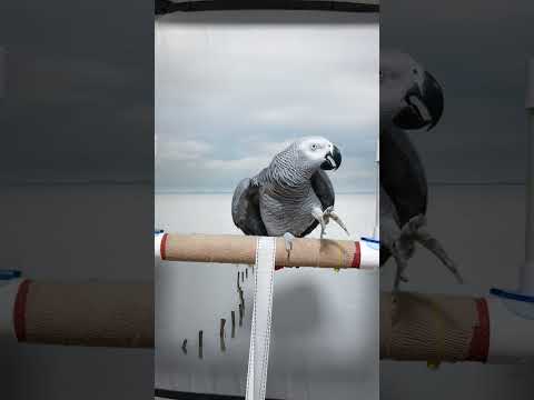 아빠랑 공부 열심히 하는 앵무새 연구대상똘이#<strong>parrot</strong> #반려동물 #shocked #shorts #funny #웃긴영상 #cute #동물 #apt